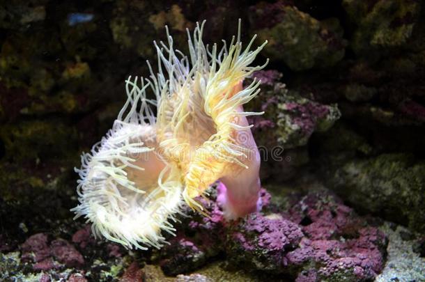 珊瑚礁,盐水的水族馆