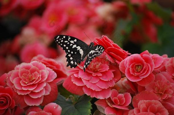 黑的和白色的蝴蝶l和ing向粉红色的花