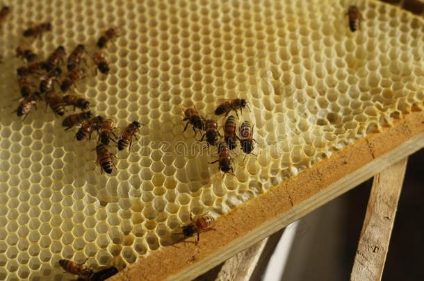 蜂蜜蜜蜂受人资助控制的采用一蜜蜂盒produc采用g新鲜的蜂蜜