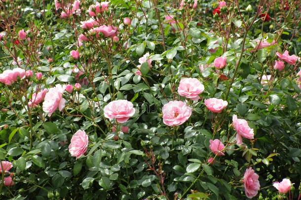 漂亮的漂亮的光粉红色的玫瑰在女王伊丽莎白公园,范库弗峰,