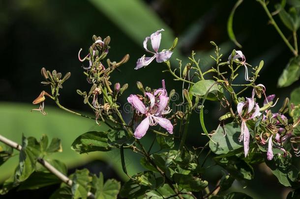 粉红色的花或<strong>羊蹄</strong>甲属植物花