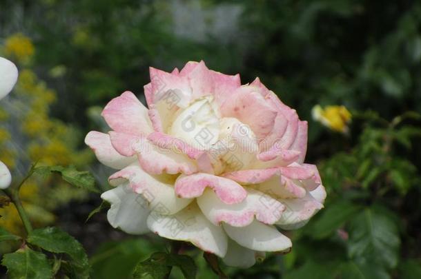 漂亮的漂亮的白色的-粉红色的玫瑰在女王伊丽莎白公园,范库弗峰,