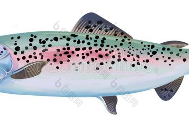 鲑鳟鱼鱼说明.富有色彩的说明和详细资料