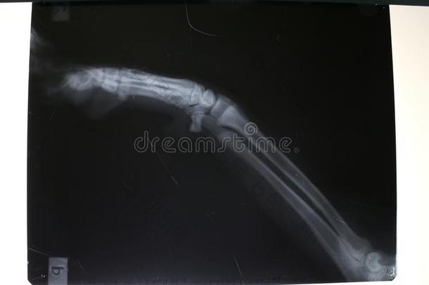 字母x-射线照片关于腕骨的骨骼在旁边狗