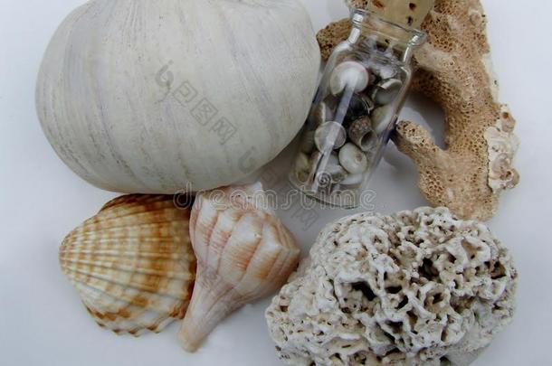 美丽的贝壳,海滩-穿旧的珊瑚一件和小的玻璃肤蝇的幼虫