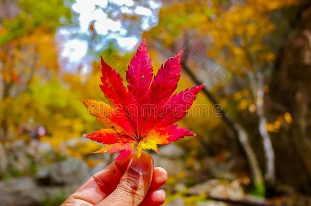 红色的枫树叶子向手在的时候秋seas向