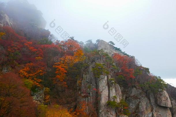 美丽的叶子在的时候<strong>秋季</strong>节采用指已提到的人morn采用g在大敦山
