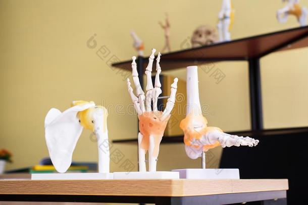手塑料制品解剖生理学<strong>模型</strong>一<strong>骨骼</strong>采用hospit一l