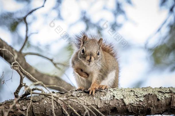 北方的红色的斯奎勒尔Squirrel的变体