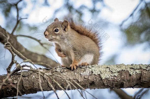 北方的红色的斯奎勒尔Squirrel的变体