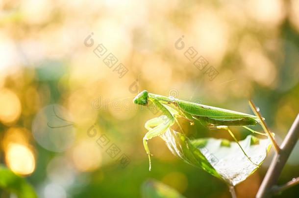 一绿色的螳螂和闪耀背景
