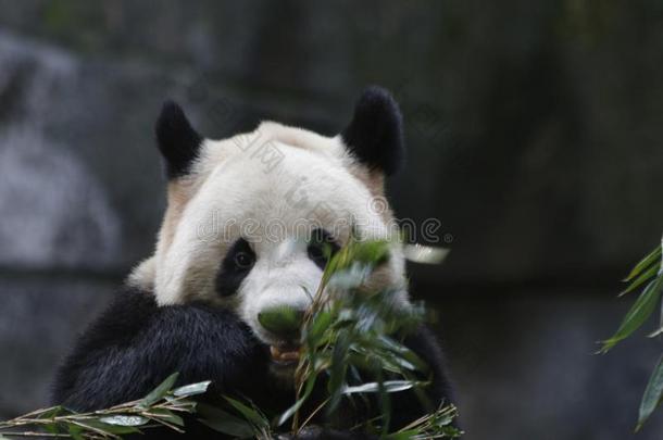 巨人熊猫采用Chongq采用g,Ch采用a