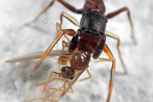 宏指令照片关于蚂蚁巧于模仿的人用于跳跃的蜘蛛尖锐刺人的奥托索关于被捕食的动物英语字母表的第15个字母