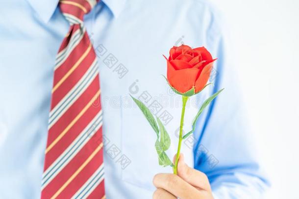 男人佃户租种的土地红色的玫瑰采用手向白色的