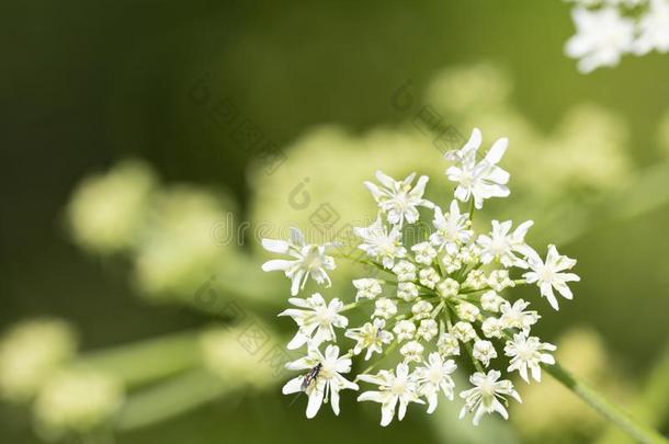 独活属海绵体-属关于植物关于指已提到的人家庭雨伞