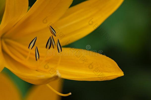 桔子百合花采用雄蕊detail采用g,关-在上面采用自然的光
