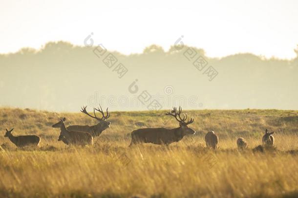 兽群关于红色的鹿鹿属赤鹿属发情的和吼声在的时候太阳