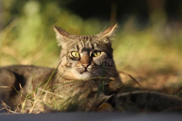 走失猫摄影师新的照片,小的老虎猫轻松