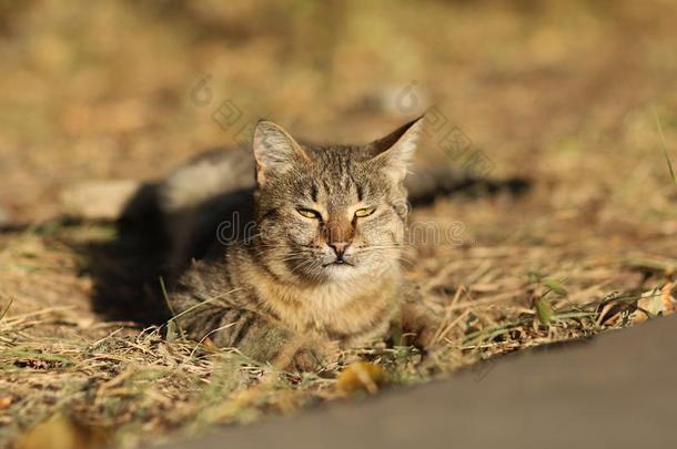 走失猫摄影师新的照片,小的老虎猫轻松