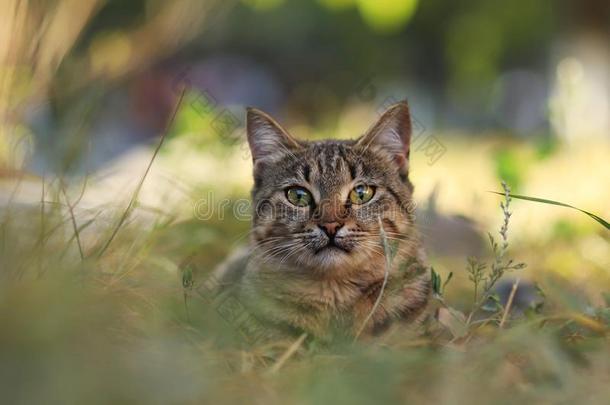 走失猫摄影师新的照片,小的老虎猫轻松