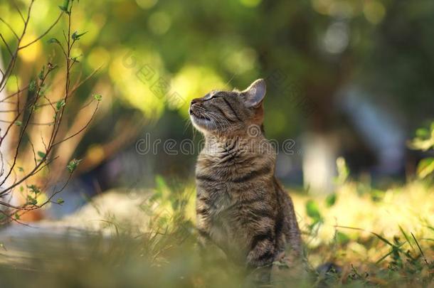 走失猫摄影师新的照片,小的老虎猫轻松