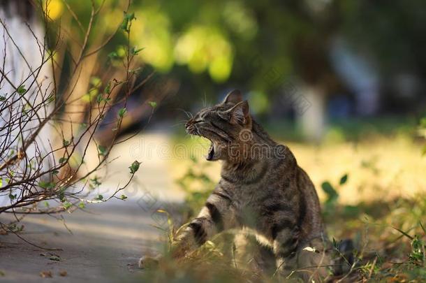 走失猫摄影师新的照片,小的老虎猫轻松