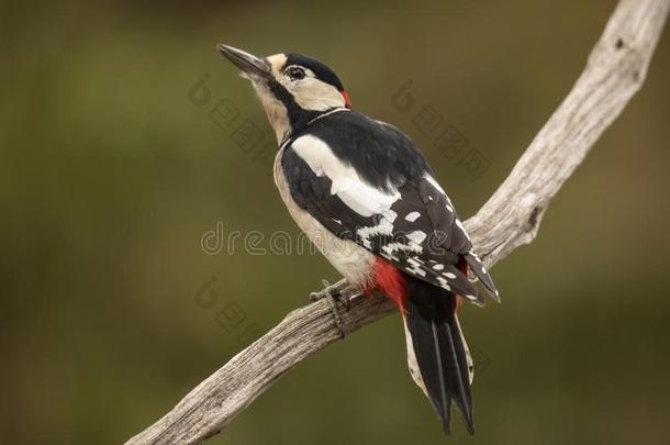 伟大的有斑点的啄木鸟,树状copos主要的.黑的和白色的.