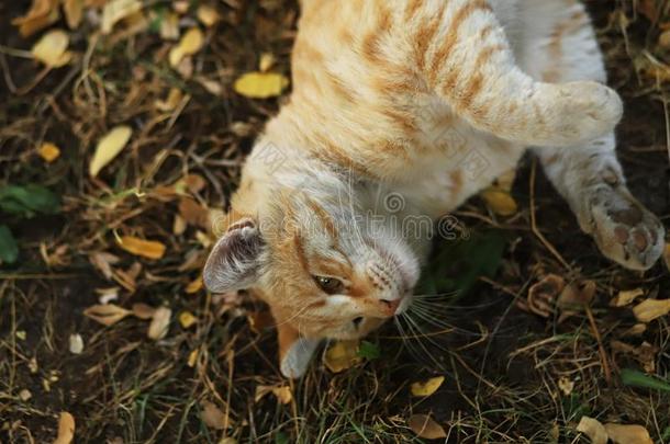 走失猫摄影师新的照片,漂亮的黄色的猫