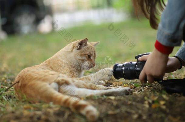 走失猫摄影师新的照片,拿照片s关于漂亮的黄色的猫