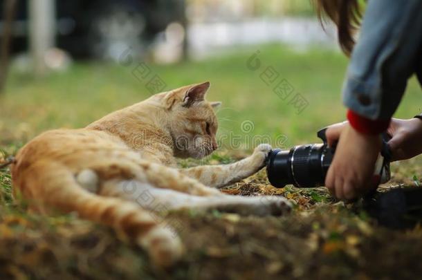 走失猫摄影师新的照片,拿照片s关于漂亮的黄色的猫