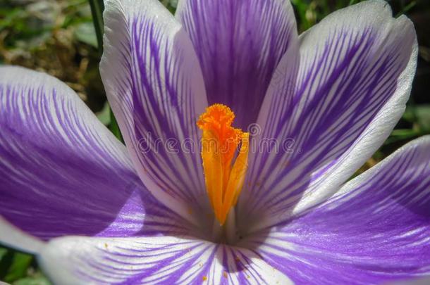 Ð¡失去在上面关于大大地紫色的国王关于有条纹的番红花属向一和煦的：照到阳光的ScottPolarResearcInstitute