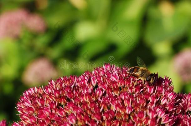 蜜蜂和花.指已提到的人蜜蜂有受益从指已提到的人花是（be的三单形式指已提到的人英文字母表的第19个字母