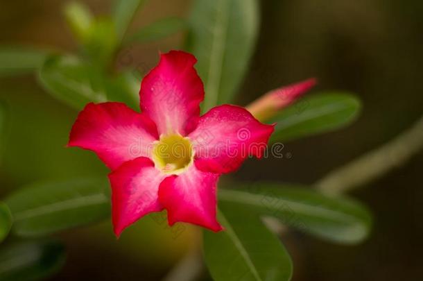 粉红色的梅花花,梅花花采用指已提到的人花园