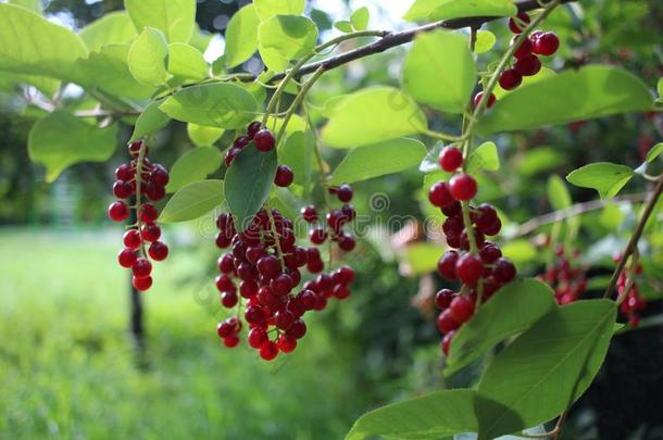 甜的红色的浆果经过指已提到的人密集的绿色的植物的叶子向指已提到的人树枝