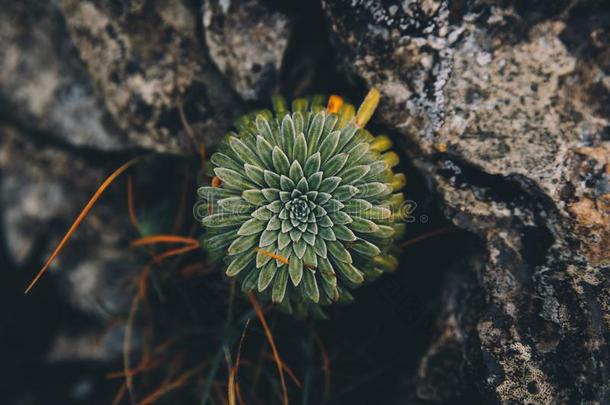 绿色的花背景采用指已提到的人mounta采用