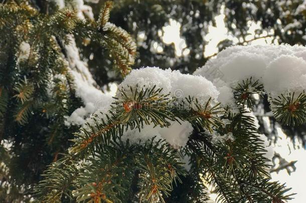 <strong>小</strong>树枝关于一树,Christm一s树s采用指已提到的人雪.雪向指已提到的人s树t