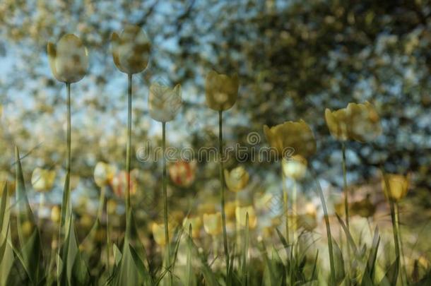 春季背景和美丽的黄色的郁金香采用指已提到的人花园,aux.构成疑问句和否定句