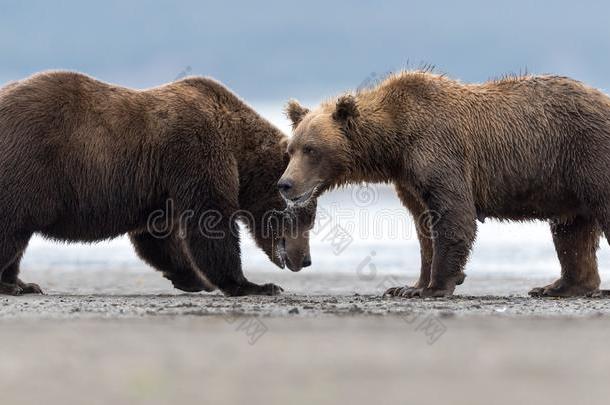 两个生气的灰白头发的熊考虑出发一战斗.