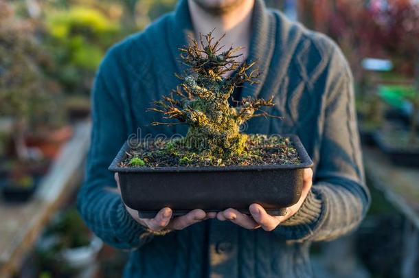 年幼的男人盆景艺术家佃户租种的土地罐和盆景树