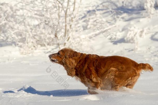 金色的不列颠的娇养獚狗狗起立采用指已提到的人雪,和groundreconstructionequipment地平面再现设备