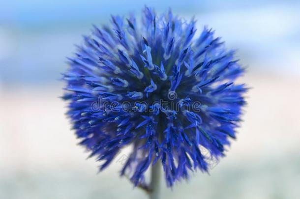 蓝色自然的背景.蓝色花.蓝色花越过蓝色污迹