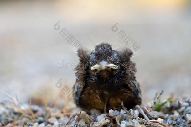 关在上面关于一年幼的Bl一ckbird鸫merul一一fterf一lling出局关于