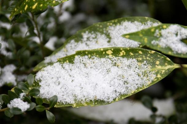 雪向det.一些叶斯向一寒冷的冬d一y采用指已提到的人地区emsl一nd