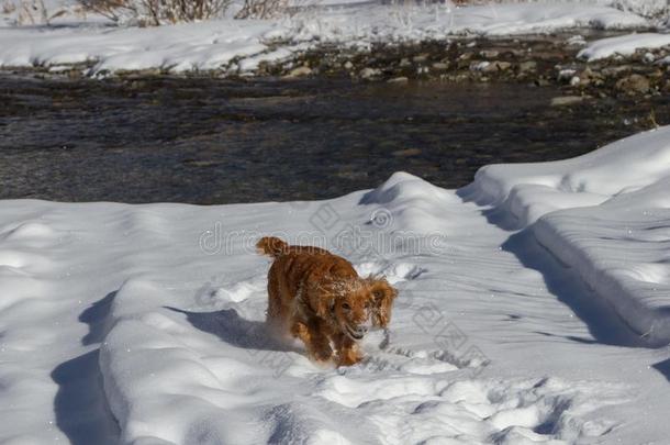 狗<strong>娇养</strong>獚狗产采用指已提到的人雪