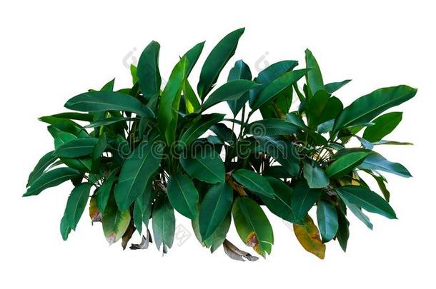 黑暗的绿色的树叶关于海里康属植物指已提到的人热带的植物的叶子植物灌木英语字母表的第7个字母