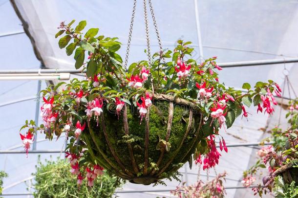 绞死金属罐关于倒挂金钟属植物花采用一温室