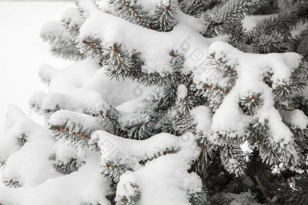 冷杉早午餐采用指已提到的人雪