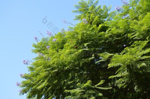 关-在上面关于紫薇科兰花楹属植物羊齿植物树树枝和紫色的花向