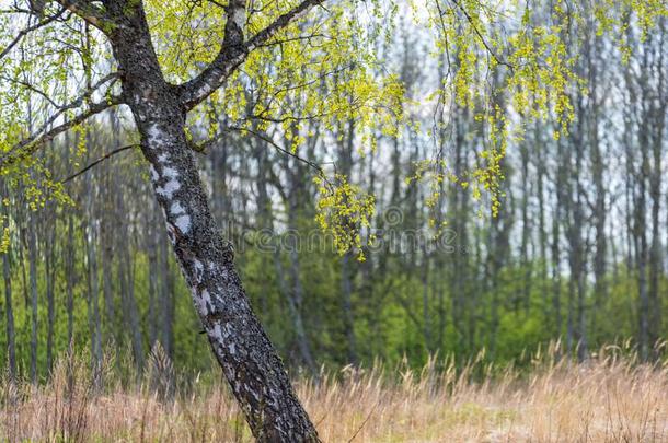 美丽的桦树树树干,树枝和树叶采用自然的EnvirosphereCompany环球公司