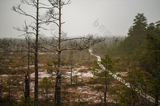 木制的木板人行道用木板铺成的小道采用沼泽地区为消遣Toulon土伦